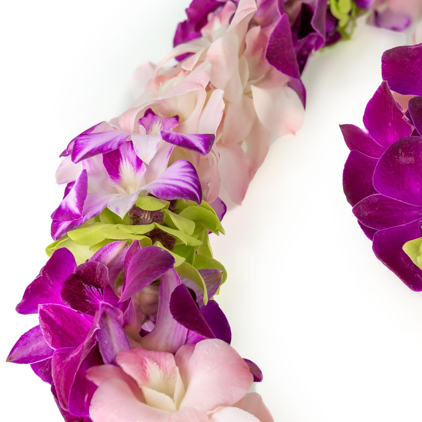 Generic Fresh Cut Orchids Flower Leis, Double Strand, Purple & Pink, Model Splash