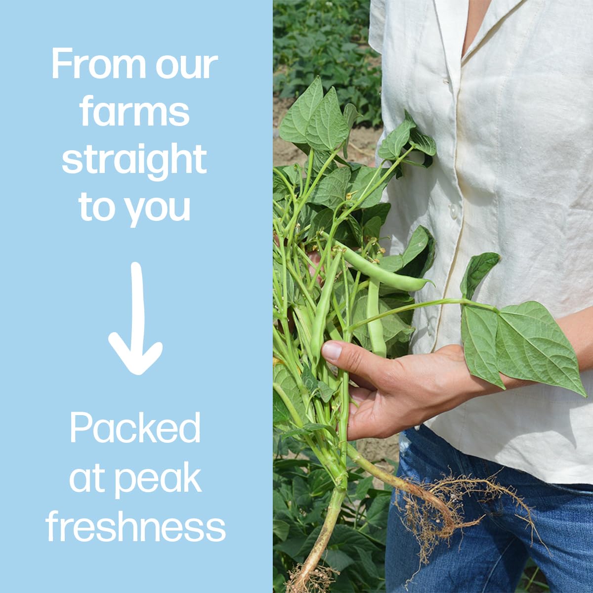 Primary Beans - Cranberry Dried Beans - Chestnuty, Velvety, Plump - Known As Borlotti Beans - Great For Soups & Stews - Pair W/H