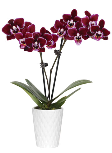 Green Circle Growers 2.5 Purple Mini Orchid in White Ceramic Pot, Live Indoor Plants, House Plant