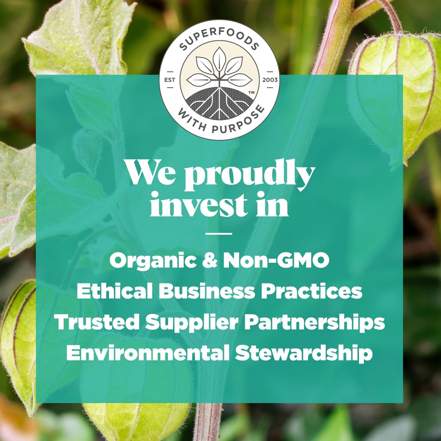 Navitas Organics Goldenberries, 8 Oz. Bag, 8 Servings — Organic, Non-Gmo, Sun-Dried, Sulfite-Free, 8 Ounce