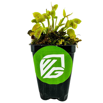 King Henry Venus Fly Trap Live Plant - Dionaea Muscipula By Wellspring Gardens - Carnivorous Plant - Indoor Plant - Unique Garde