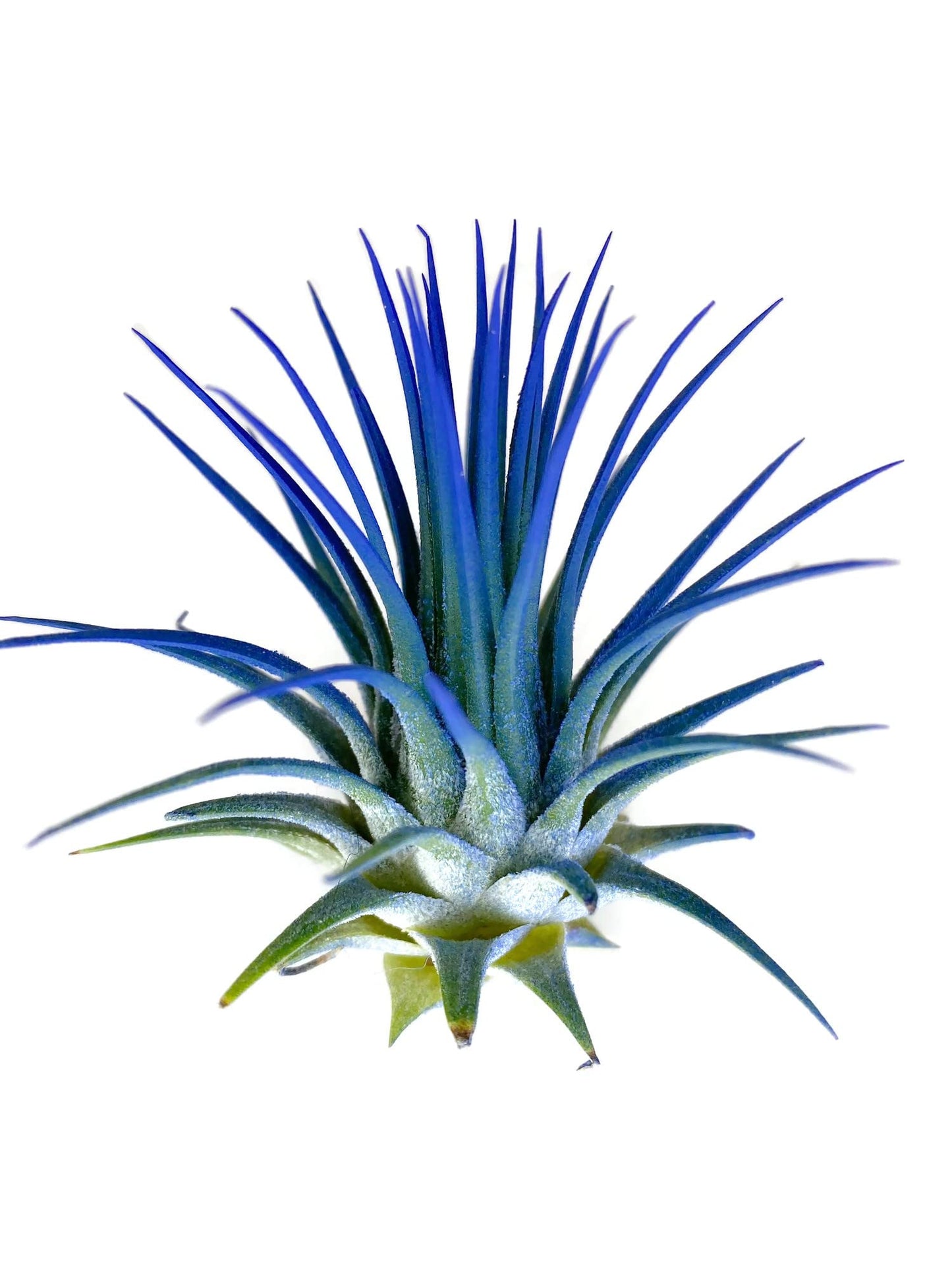 Ionantha Guatemala Tillandsia Air Plant, Guatemala Tillandsia Live Airplant, Healthy Arrival Guaranteed, Great Indoor Plant, Hom