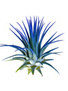 Ionantha Guatemala Tillandsia Air Plant, Guatemala Tillandsia Live Airplant, Healthy Arrival Guaranteed, Great Indoor Plant, Hom