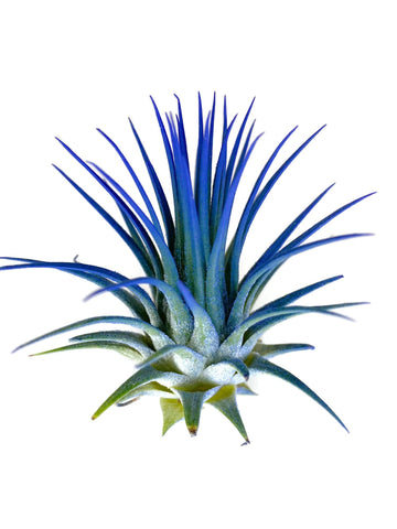 Ionantha Guatemala Tillandsia Air Plant, Guatemala Tillandsia Live Airplant, Healthy Arrival Guaranteed, Great Indoor Plant, Hom