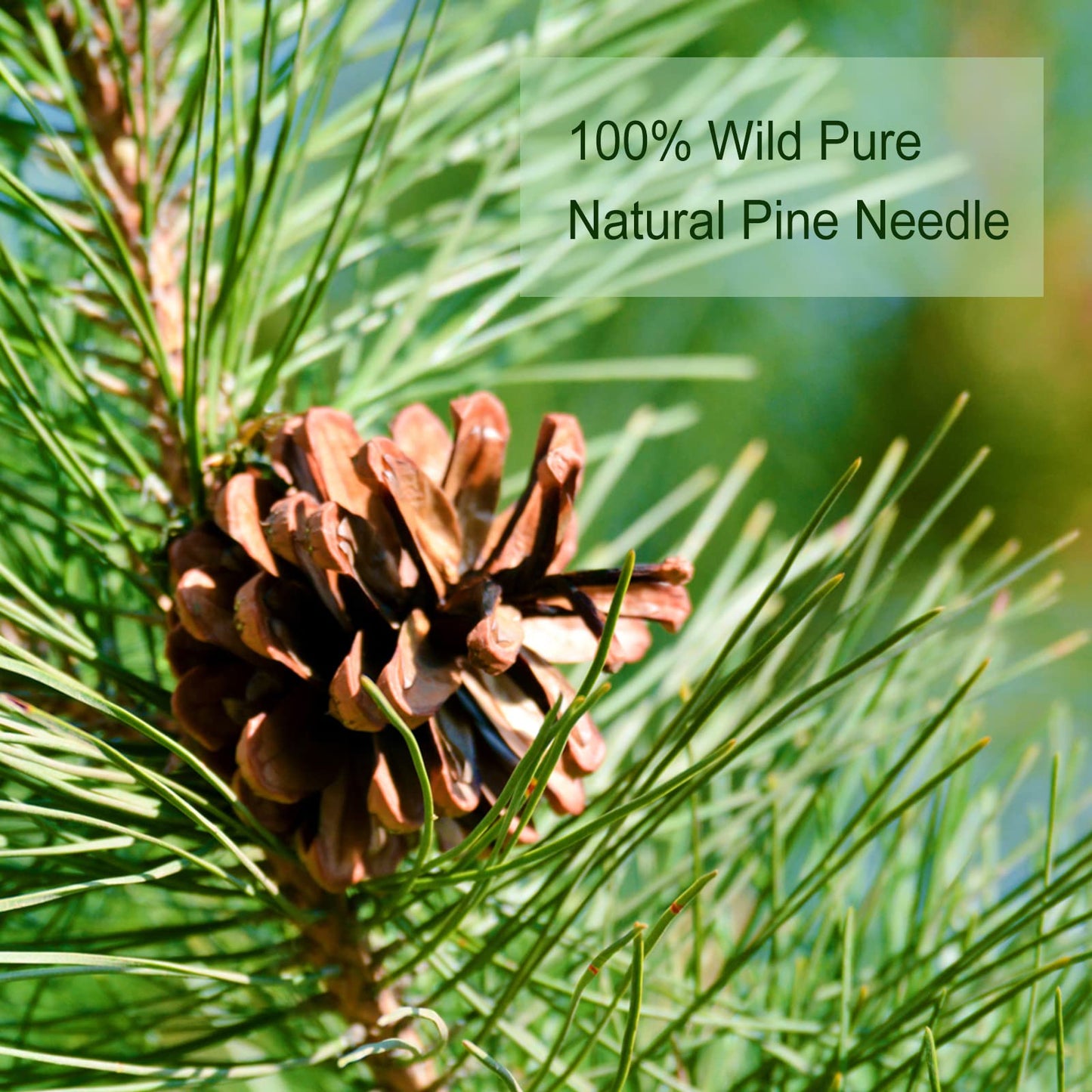 TEARELAE Pine Needle Tea - 100% Pure Natural Dried - Caffeine-free - 5oz - Green