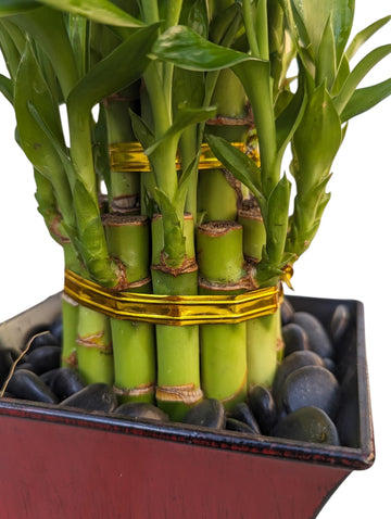 Live Lucky Bamboo Plant In Red Vase, 2 Tiers, 6'' And 4'' Stalks