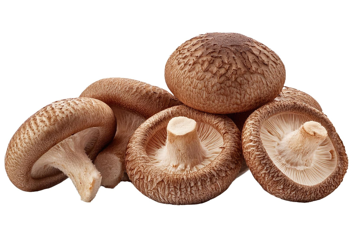 Shiitake Mushroom Grow Kit (5.5lbs) Grow Your Own Mushrooms at Home | Easy Indoor Grow Bag Kit
