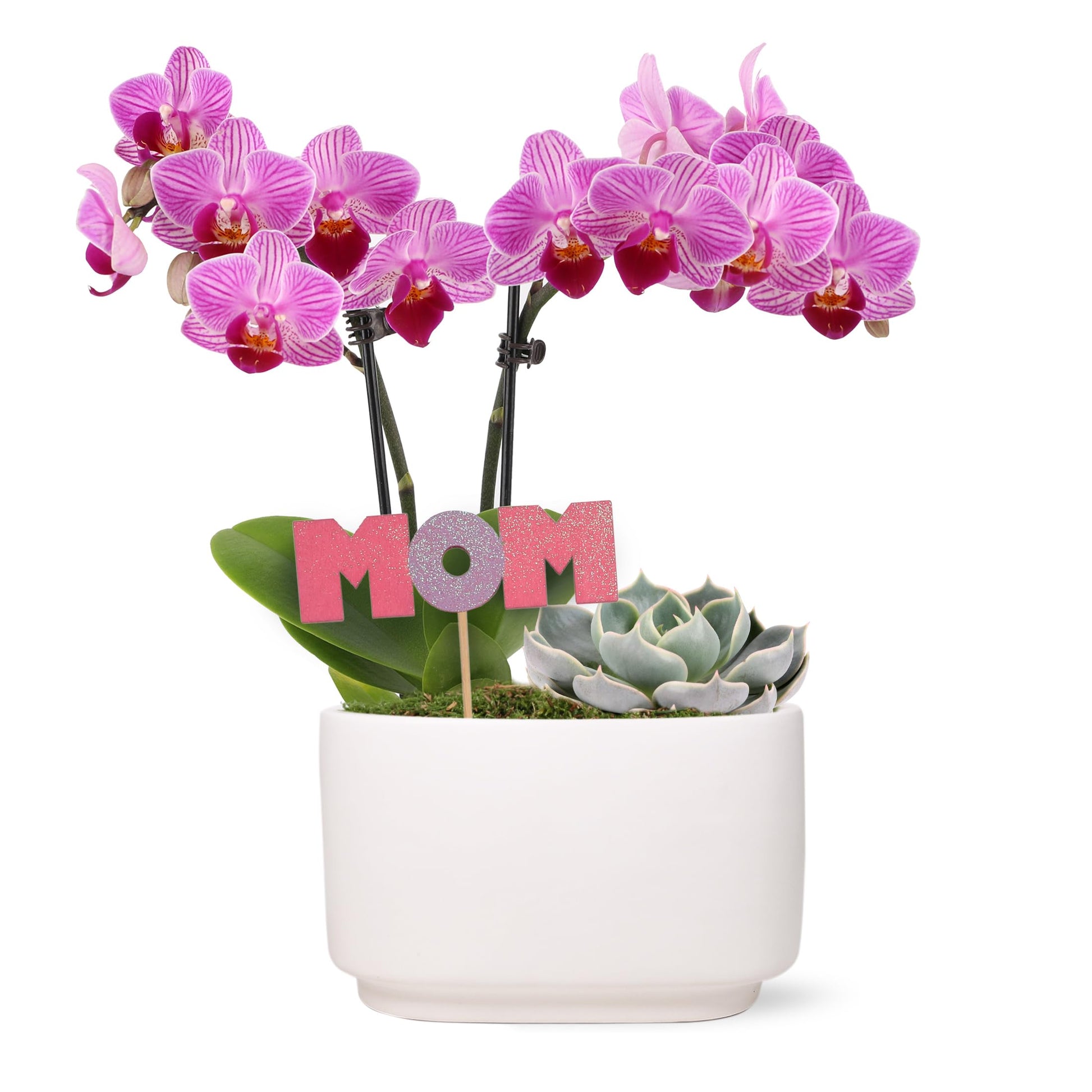 Green Circle Growers 4 Pink Orchid with Succulent in White Ceramic Pot with Mom Pick, Live Indoor Plants, House Plant