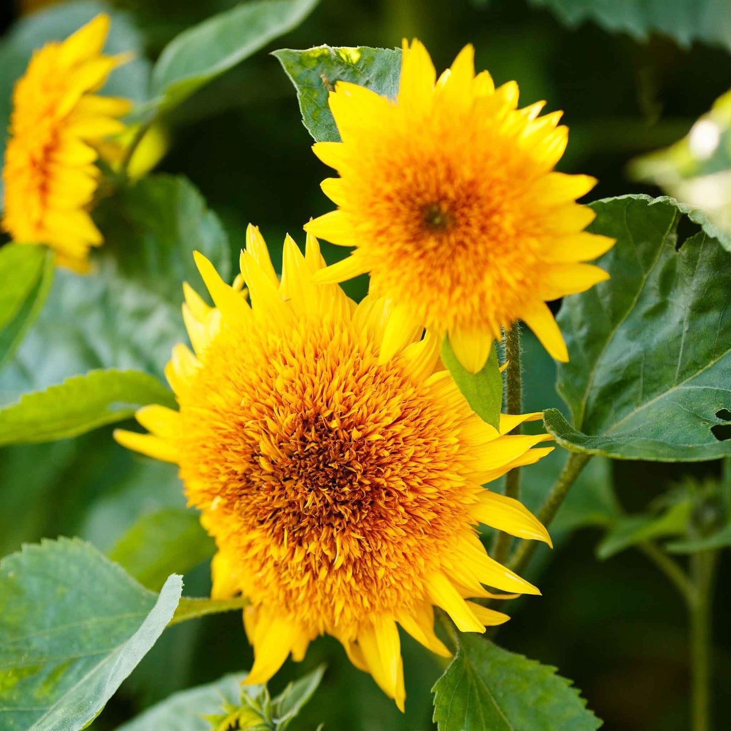 Eden Brothers Sunflower Seeds - Orange Sun