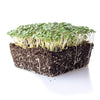 Yellow Mustard Microgreens Seeds - 1 Lb ~192,000 Seeds - Non-GMO - Mild Mustard Flavor Micro Greens & Baby Leaf