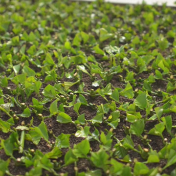 Cafe Crema Medium Roast Ground Coffee From Puerto Rico, 8 Ounce (Pack Of 4)