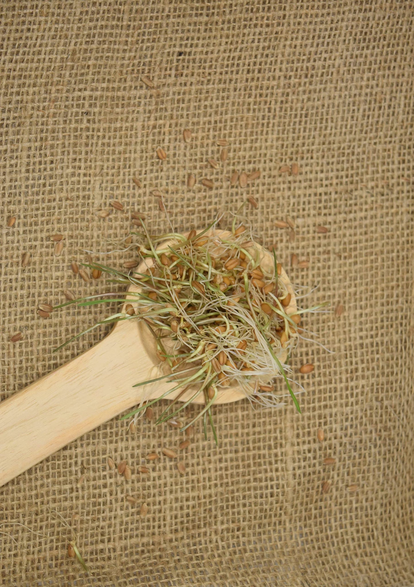 Royal Lee Organics Organic Hard Red Wheat Berries 10 Lb Bag