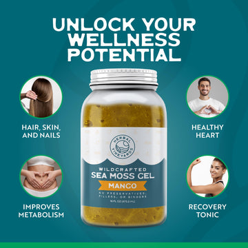 Herbal Vineyards Wildcrafted Irish Mango Sea Moss Gel 16 Oz - Organic Seamoss Gel Made With Dried Seaweed & Fresh Sea Vegetables