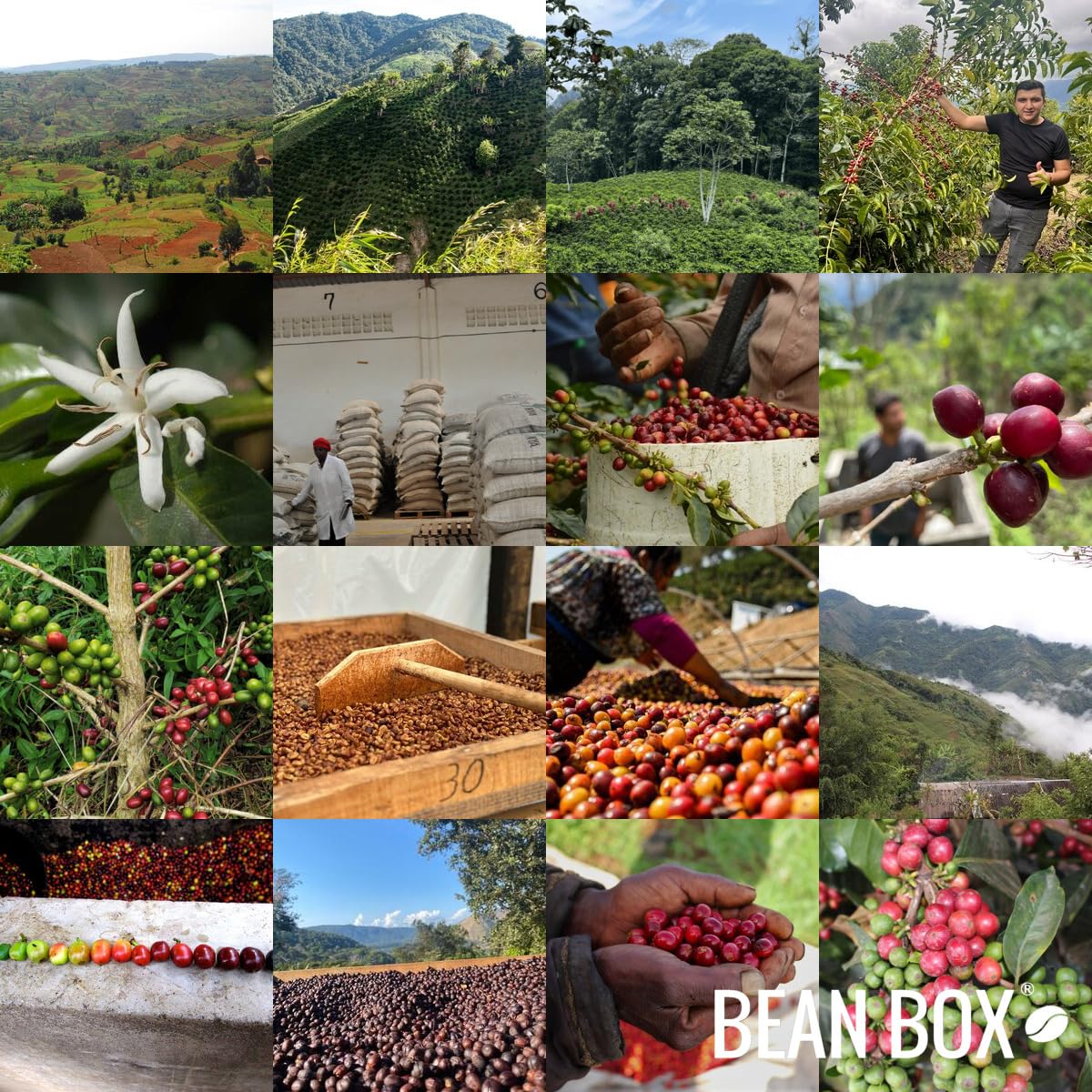 Bright Eyes Breakfast - Roasted By Goshen Coffee Roasters - Whole Bean Coffee - 12 Ounce Bag