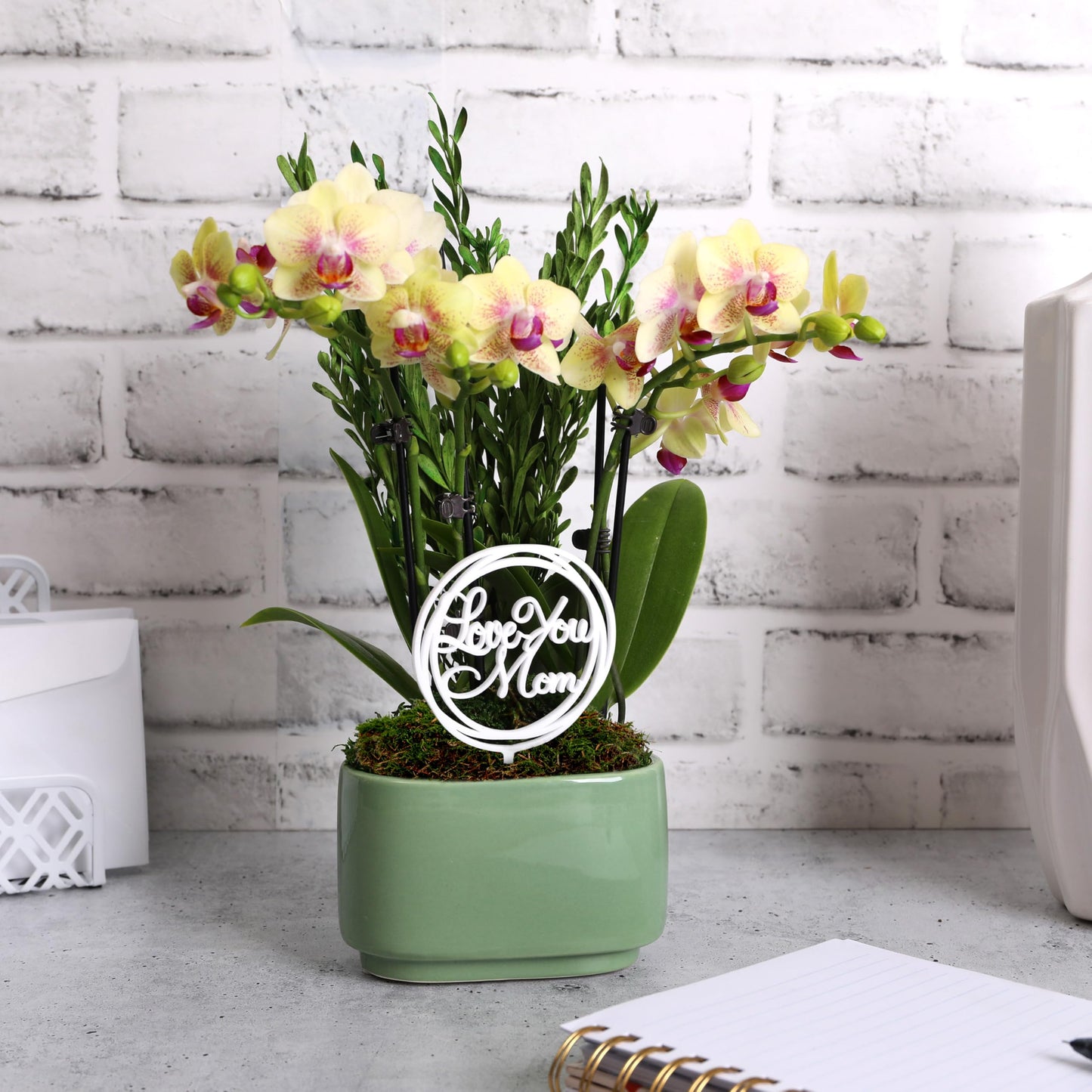 Green Circle Growers 4 Yellow Orchid Duo in Sage Green Pot with Love You Mom and Preserved Green, Live Indoor Plants, House Plan