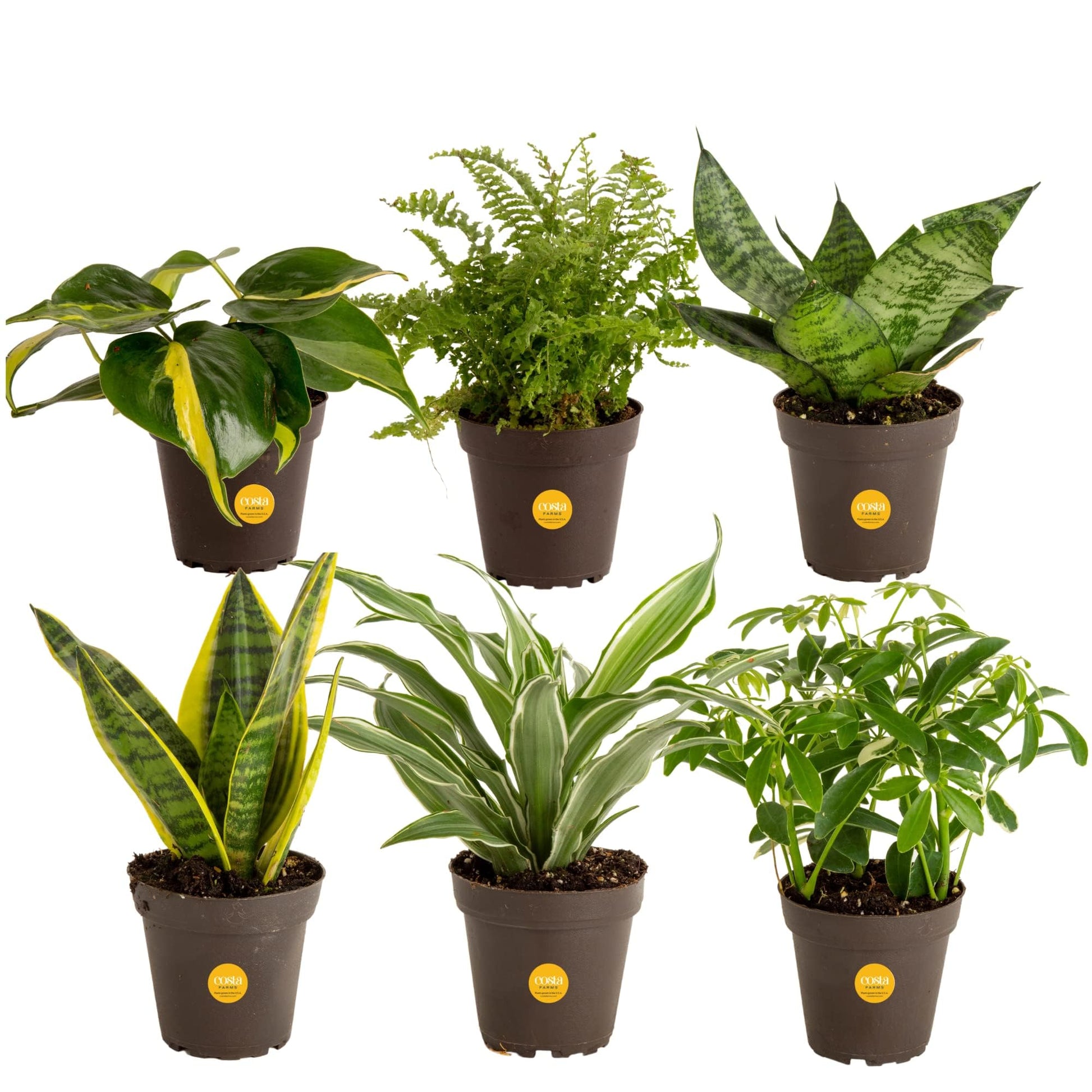 Costa Farms Live House Plants (6 Pack), Easy to Grow Live Indoor Houseplants, Growers Choice Air Purifier Set, Potted in Indoor