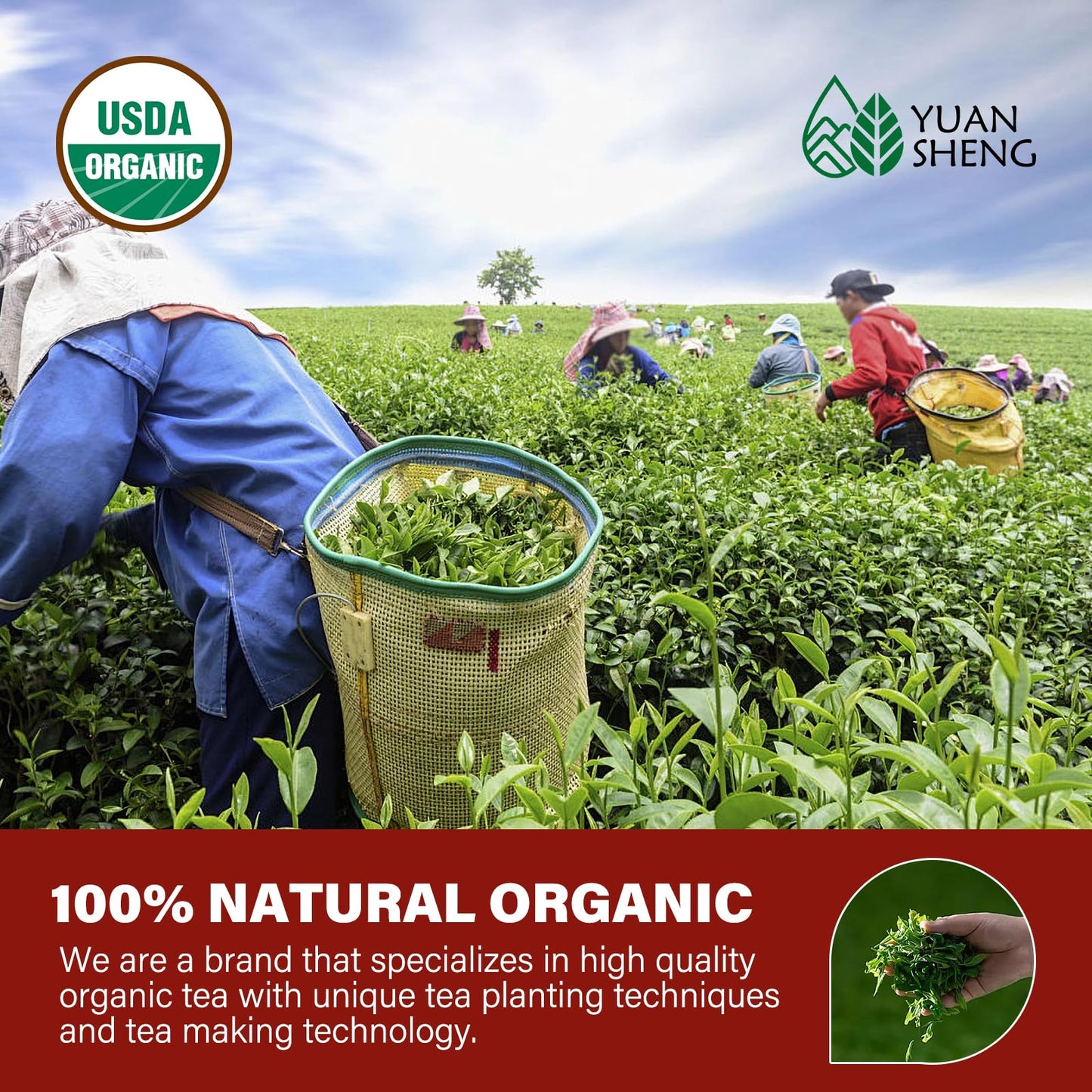 Yuansheng Premium Organic Puerh Tea, Yunnan Puer Tea Loose Leaf, Aged Fermented Ripe Pu Erh Loose Leaf Black Tea, Imperial Pu-Er