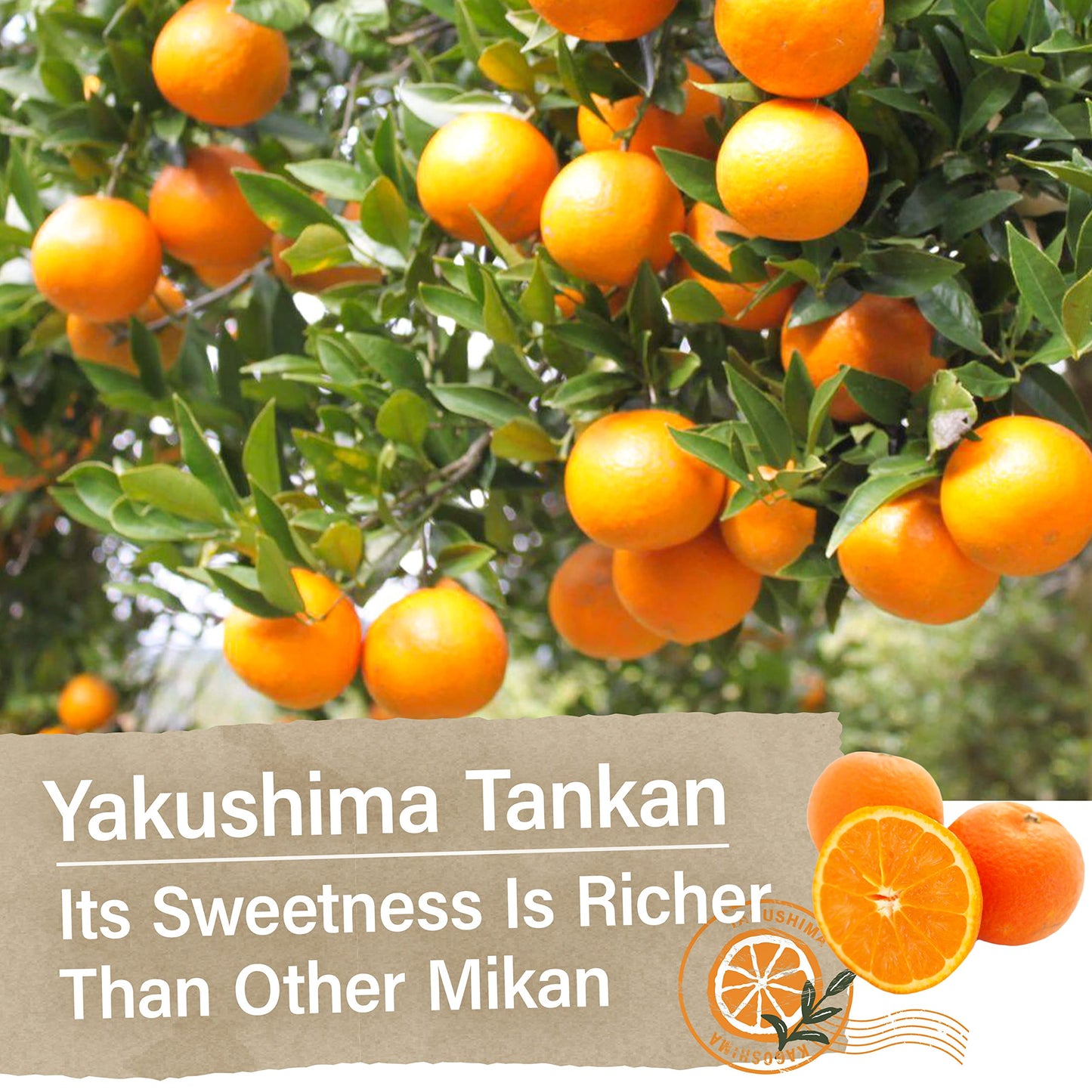 Yamasan Kyoto Uji Japanese Candy - Mandarin Orange Flavor Of Yakushima, Individually Wrapped, No Chemical Seasoning, Gluten And