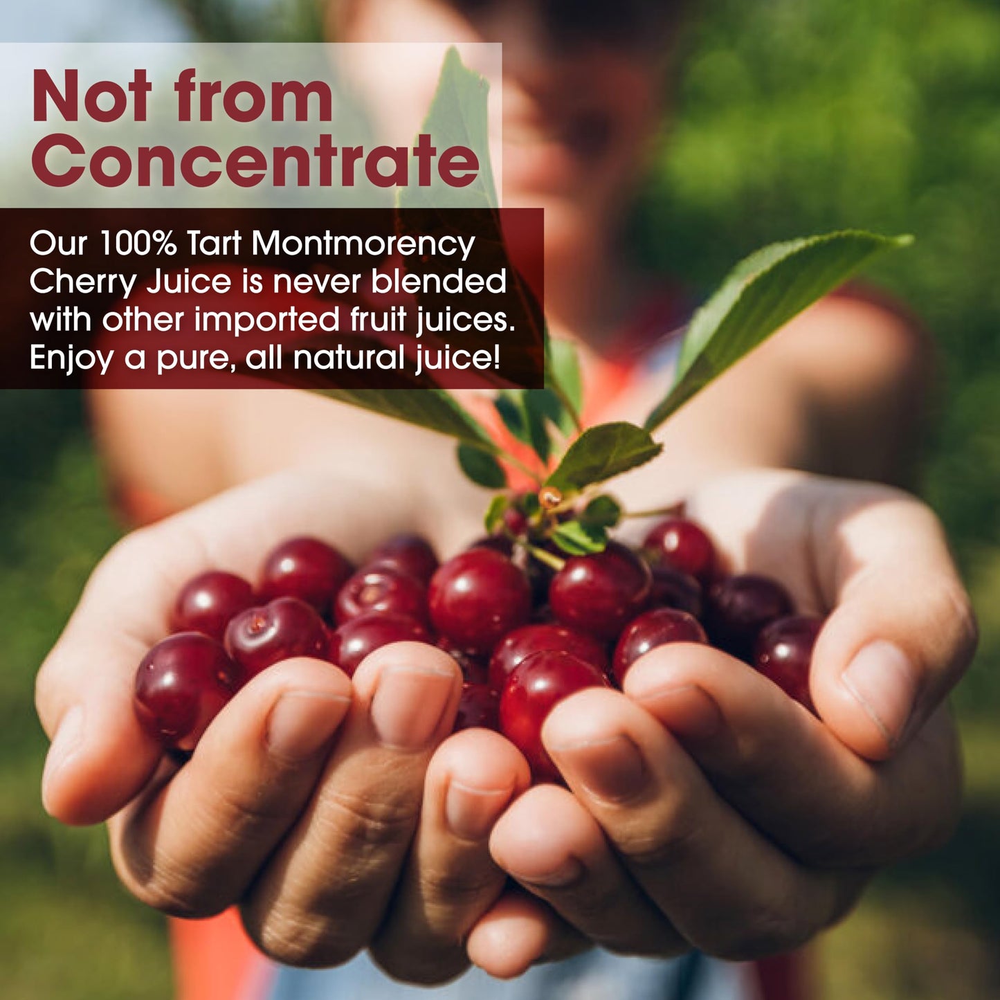 Cherry Bay Orchards Montmorency Tart Cherry Juice - 100% Natural, No Added Sugar - 12oz Bottles (Pack of 9) - Gluten-Free, Vegan