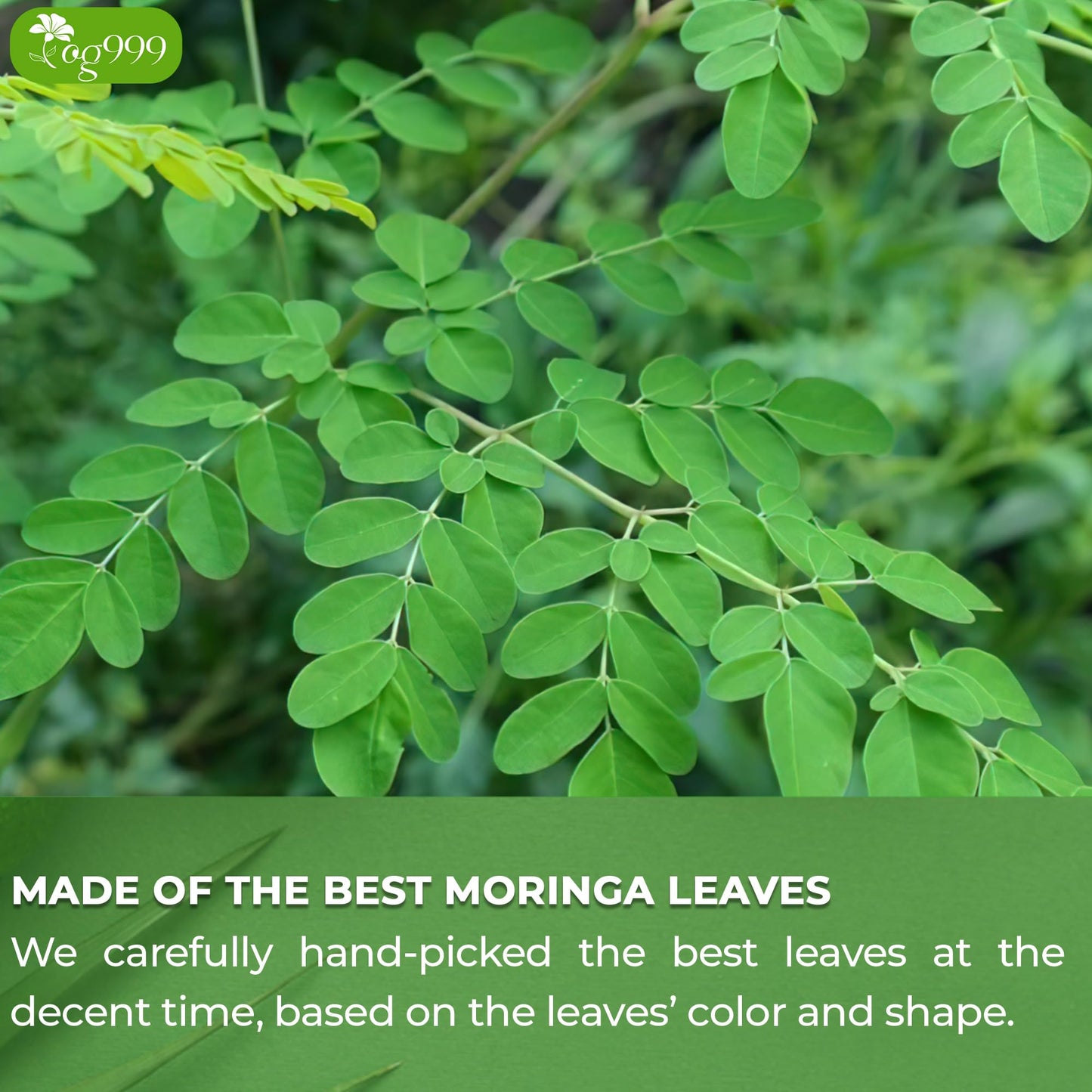 TOG999 Moringa Leaf Herbal Tea Bags, 100% Natural, Caffeine-Free, Vegan, 30 Bags