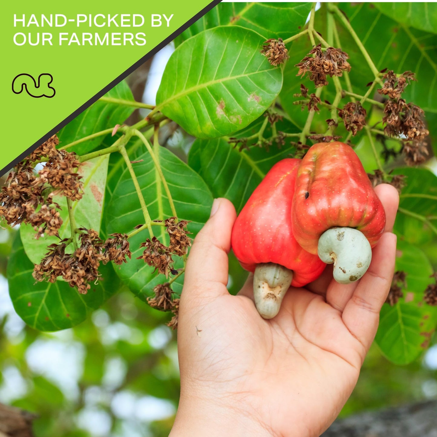 Nut Cravings - Roasted Cashews Slightly Salted - Jumbo, Whole (48Oz - 3 Lb) Packed Fresh In Resealable Bag - Nut Snack - Healthy