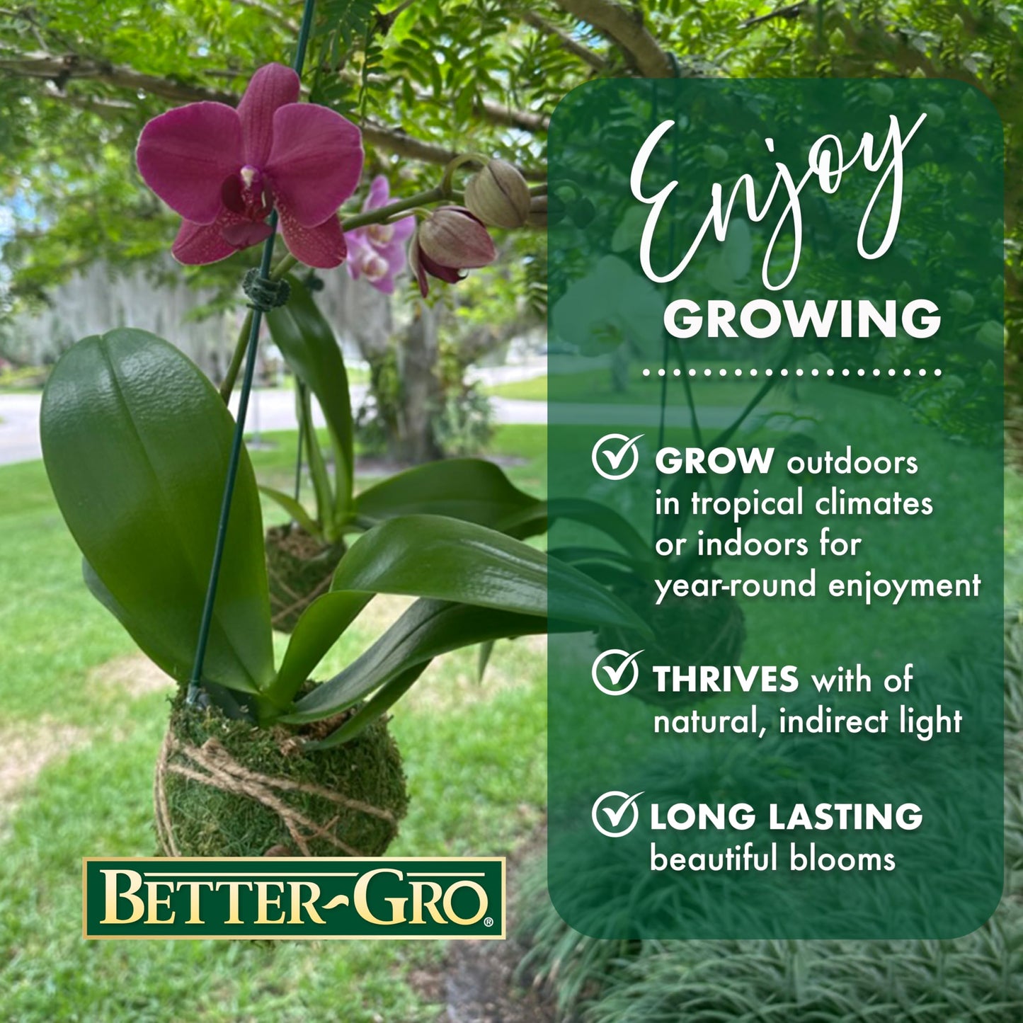 Better-Gro 19    Hanging Kokedama With Phalaenopsis Orchid - Indoor/Outdoor Planter- Pink