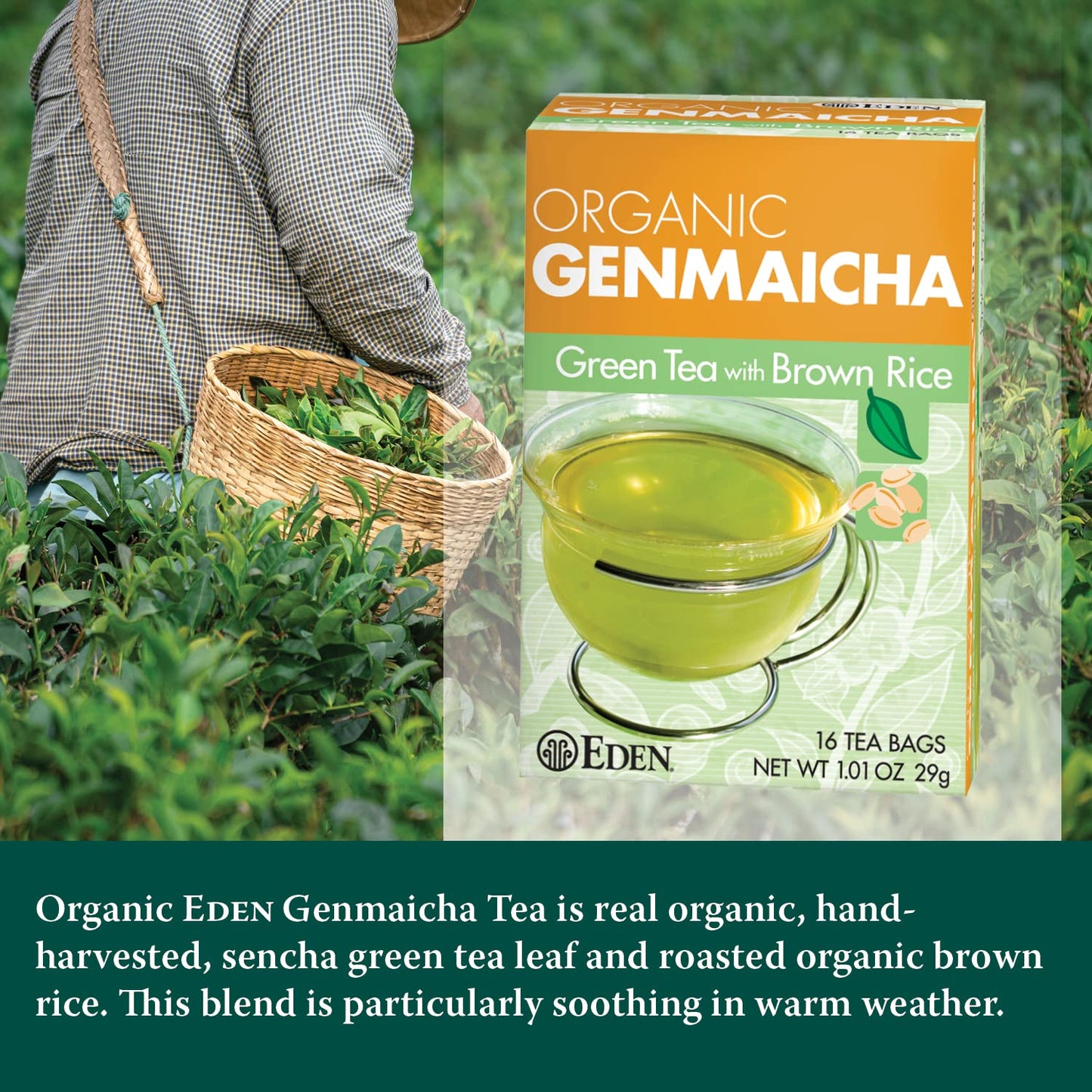 Eden Genmaicha Organic Green Tea, Sencha Green Tea With Roasted Organic Brown Rice, Japanese, 16 Unbleached Manila Tea Bags/Box (3-Pack)