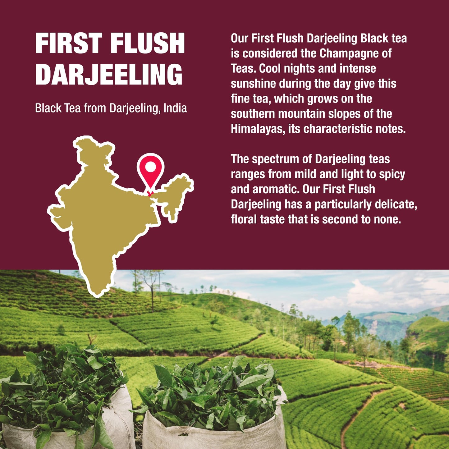 Tiesta Tea First Flush Darjeeling Black Tea, Loose Leaf, 4oz Refillable Tin, Makes Hot or Iced, Up to 50 Cups
