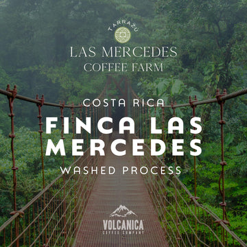 Costa Rican Coffee, Finca Las Mercedes Tarrazu, Whole Bean, Medium Roast, Washed Process, Fresh Roasted, 16-Ounce