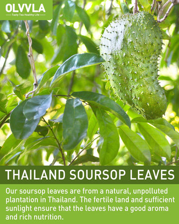 Olvvla Premium Soursop Tea Bags - Caffeine-free, Non-GMO - 70 Count