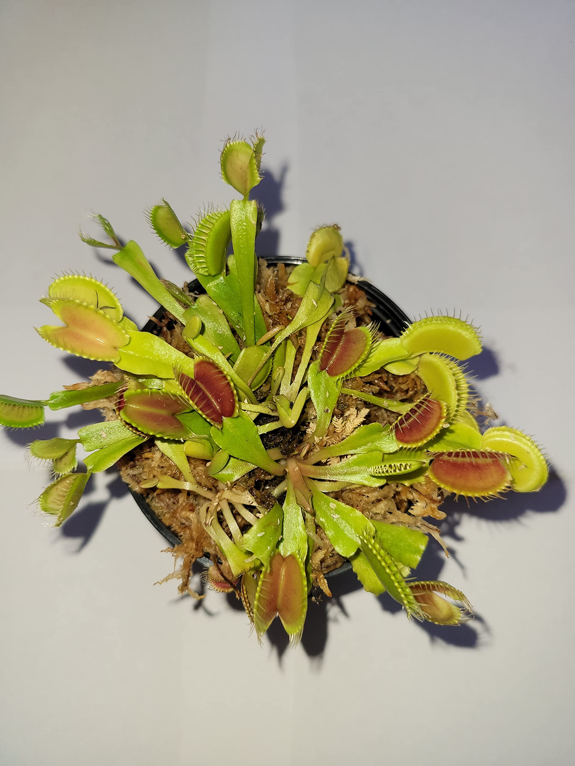 3 Small Venus Flytraps - Fly Trap - (Dionaea Muscipula) Carnivorous Plant 3 Inch Pot