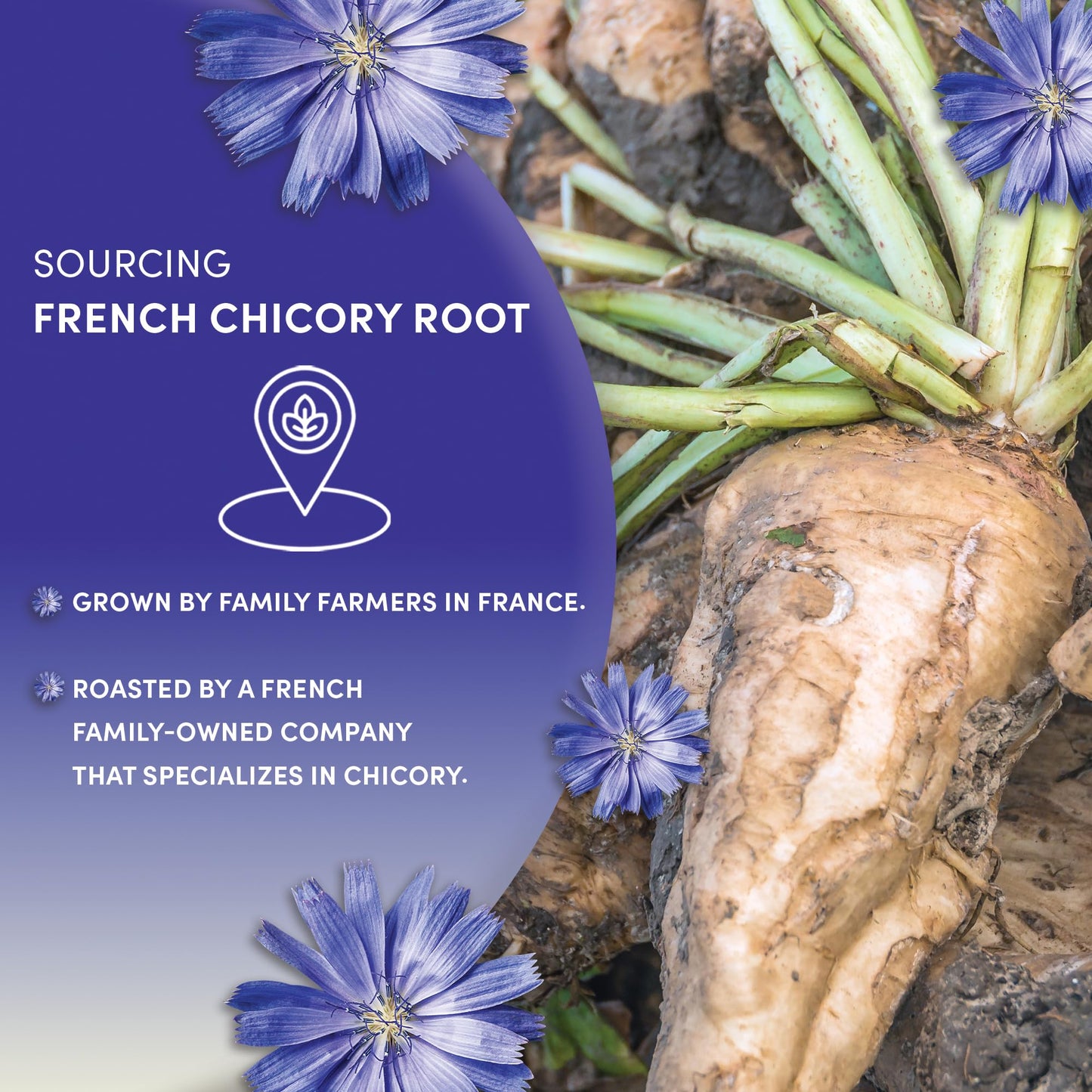 Worldwide Botanicals French Chicory Root - 5LB Bag, Brew Like Coffee, Acid Free, Caffeine Free, Kosher