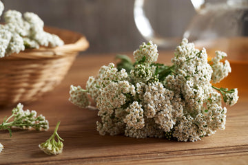 Yarrow Flowers - Ingredients: 100% Yarrow Flowers (Achillea Millefolium) - All Natural Ayurveda Herb - Net Weight: 1.05Oz / 30G