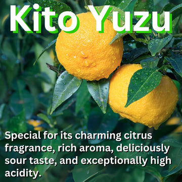 Aki Foods Japan Kito Yuzu Ponzu Sauce - Premium Citrus Soy Sauce, 6.76 fl oz (200ml), No Artificial Additives, Product of Japan