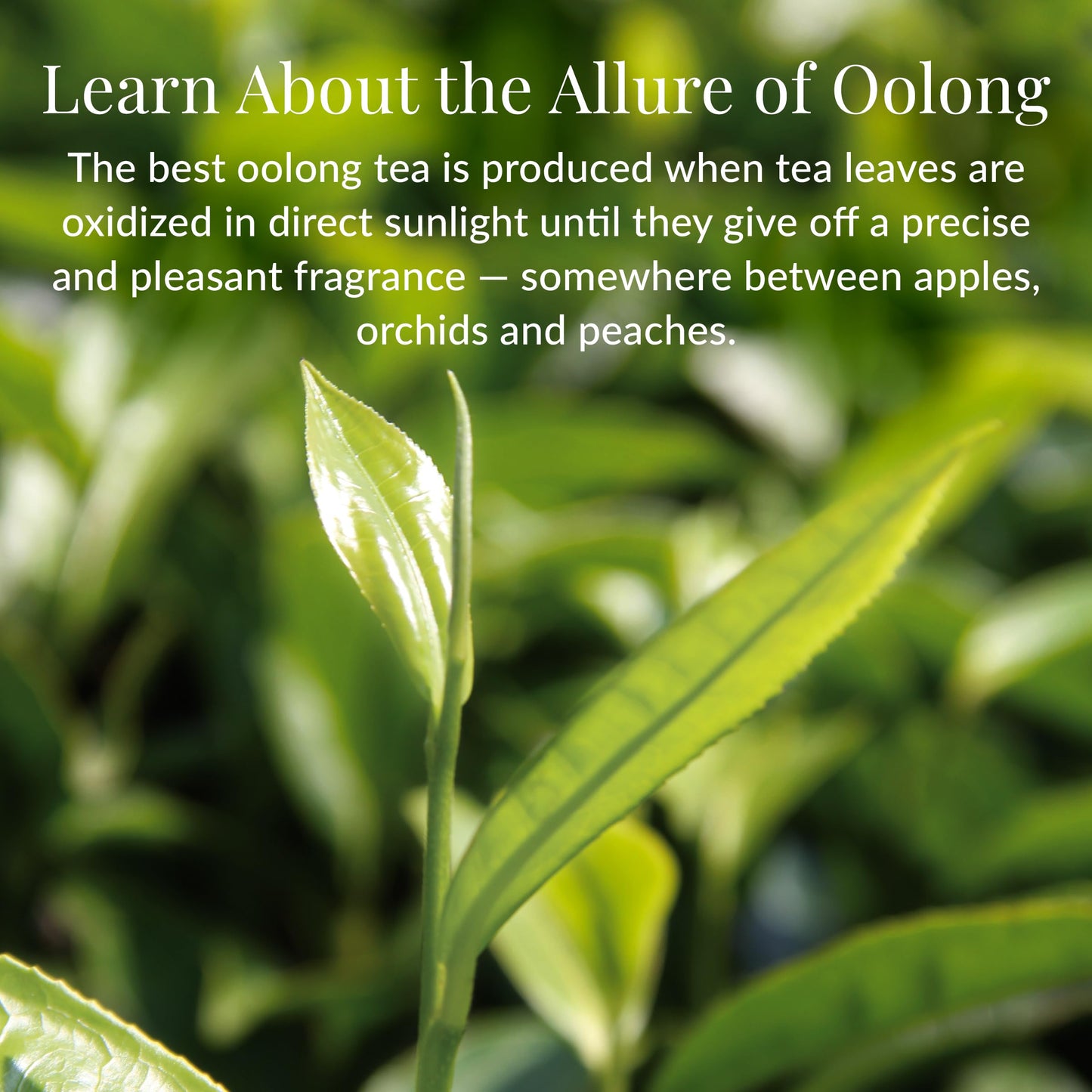 The Republic Of Tea - Milk Oolong Tea Tin, 36 Tea Bags, Naturally Caffeinated