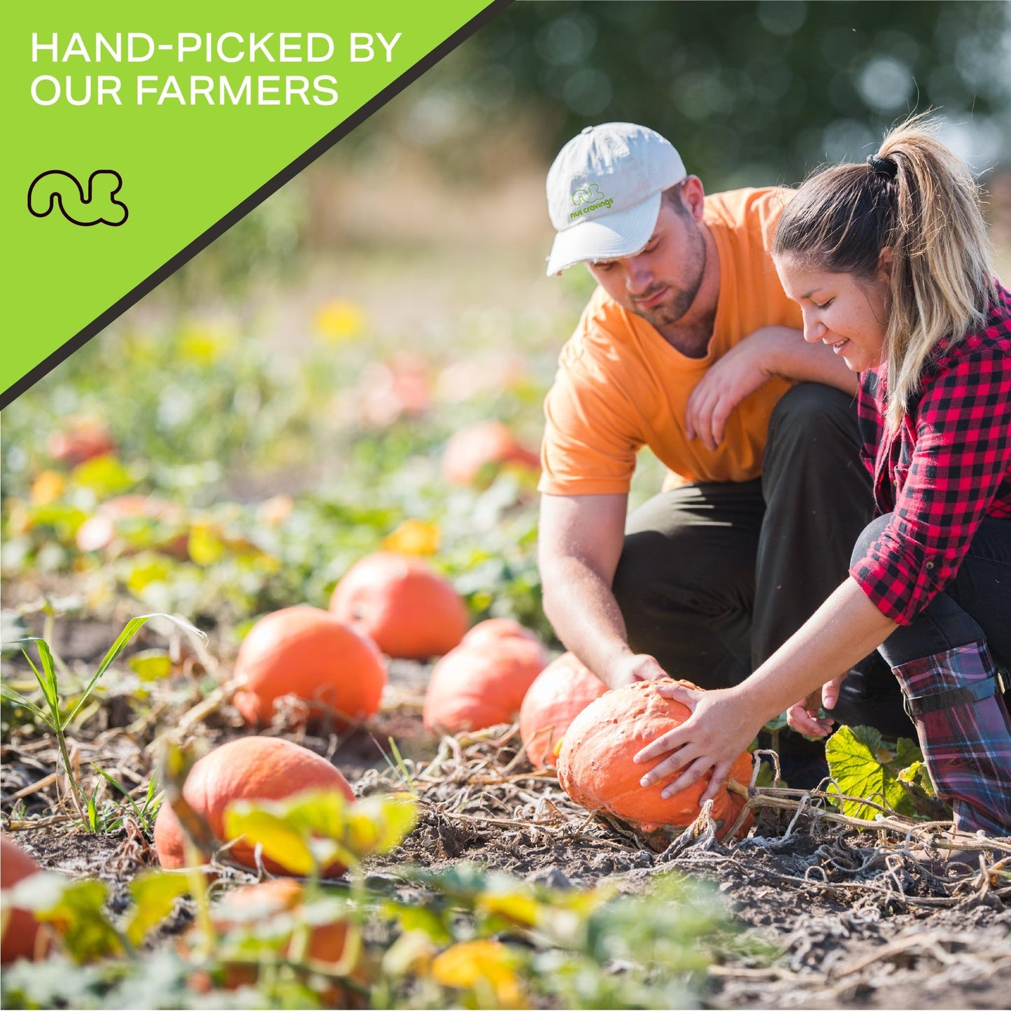 Nut Cravings - Raw Pumpkin Seeds Pepitas, Unsalted, Shelled, (32Oz - 2 Lb) Bulk Nuts Packed Fresh In Resealable Bag - Kosher Hea