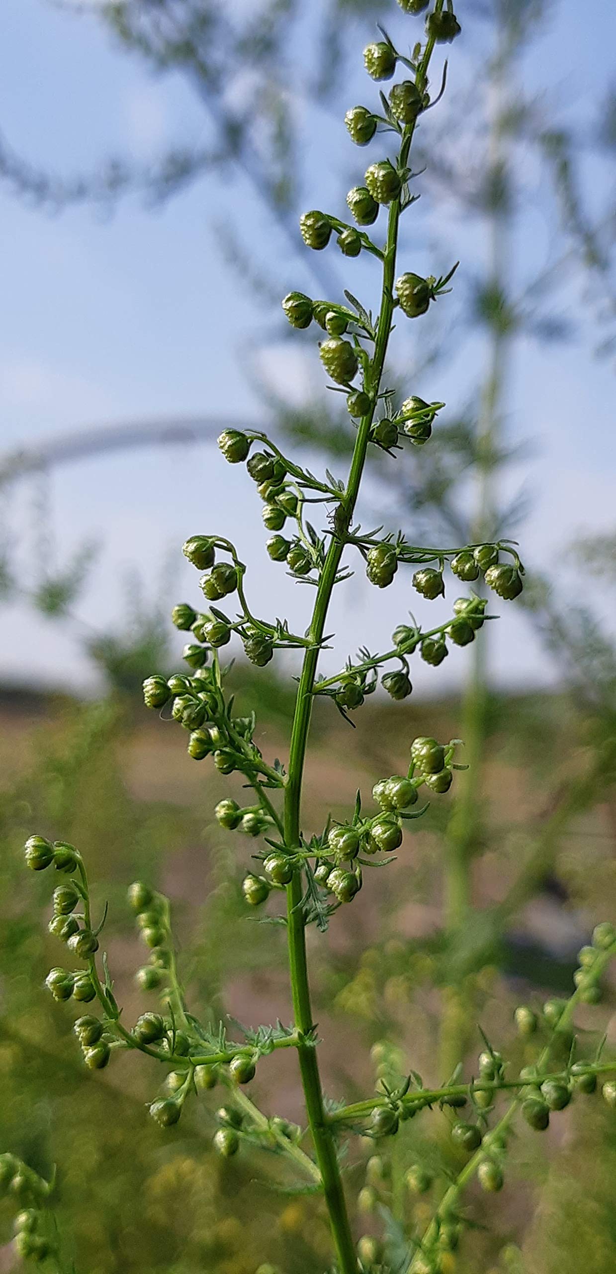 Artemisia Annua Tea.Sweet Annie.Organic Wormwood Tea.Bio Artemisia.07 Oz 20 Gram