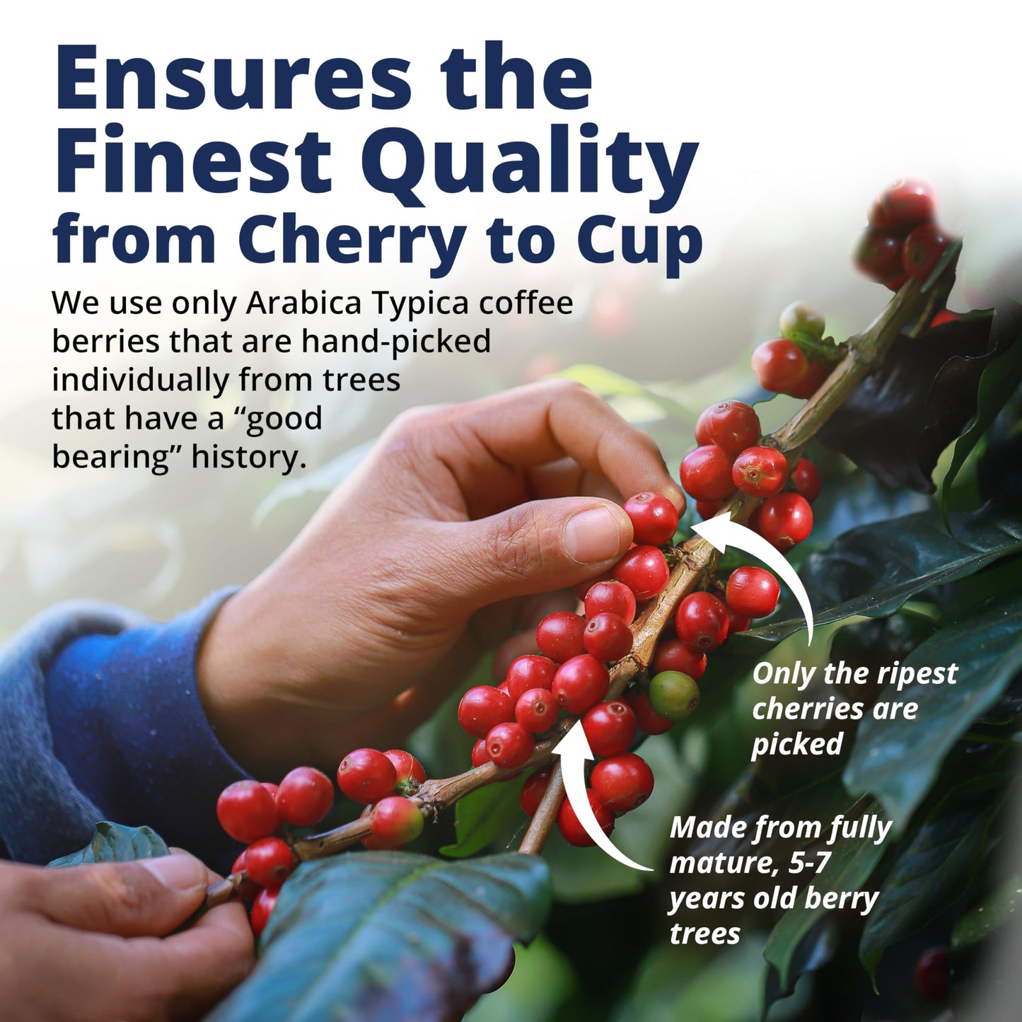 Island Blue 100% Jamaica Blue Mountain Medium Roasted Whole Beans Coffee (8Oz)