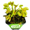 King Henry Venus Fly Trap Live Plant - Dionaea muscipula by Wellspring Gardens - Carnivorous Plant - Indoor Plant - Unique Garde