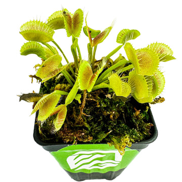King Henry Venus Fly Trap Live Plant - Dionaea muscipula by Wellspring Gardens - Carnivorous Plant - Indoor Plant - Unique Garde