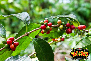 Yaucono Instant Coffee In Glass Jar, 3.6 Ounce (Pack Of 1)