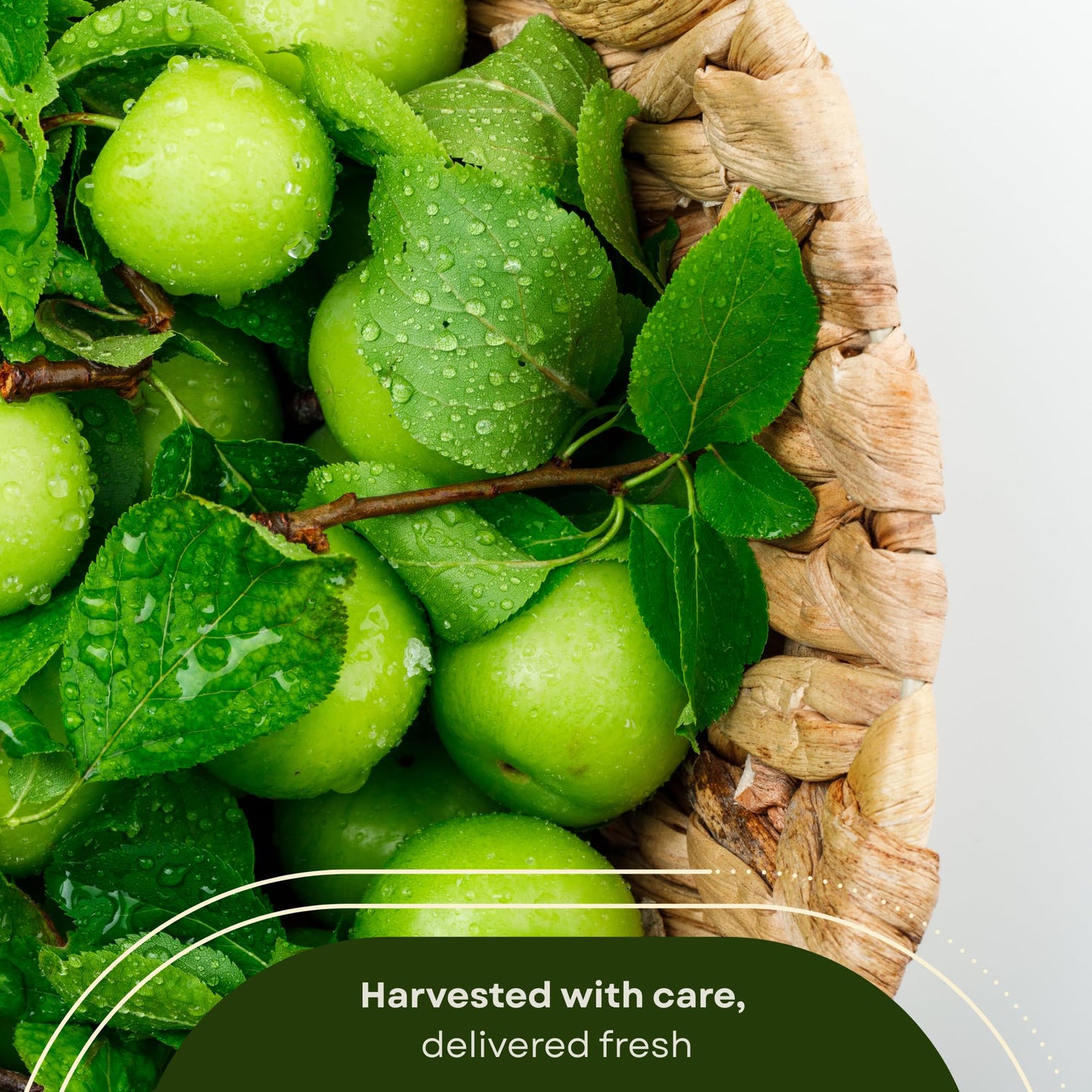 Fresh Sour Green Plum, Unripe Plums, Greengages, Erik, Goje Sabz, Can Erik (2 Lbs)