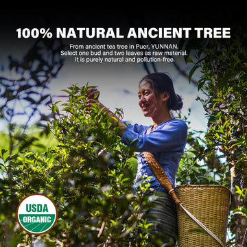 Yuansheng Organic Ripe Pu-Erh Tea Cake, Usda Certified Aged Fermented Pu Erh Tea Cake, Woody Aroma, Chinese Yunnan Ancient Tree