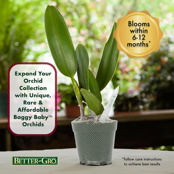 Better-Gro Cattleya Hybrid Rlc. Akiko Sato 'Volcano Queen', 4'' Live Plant, Blooms In 6-12 Months With Care, Cinnamon Colored Bl