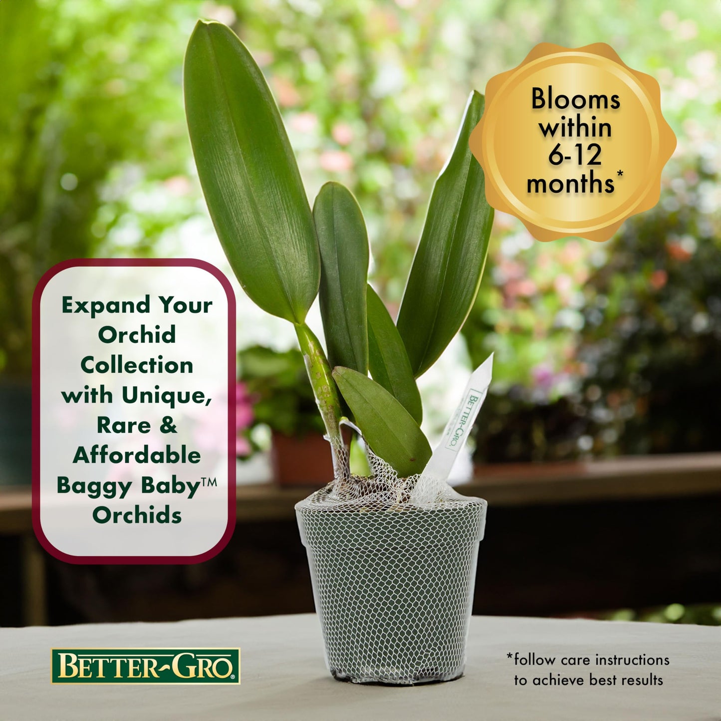 Better-Gro Cattleya Hybrid Rlc. Akiko Sato 'Volcano Queen', 4'' Live Plant, Blooms In 6-12 Months With Care, Cinnamon Colored Bl