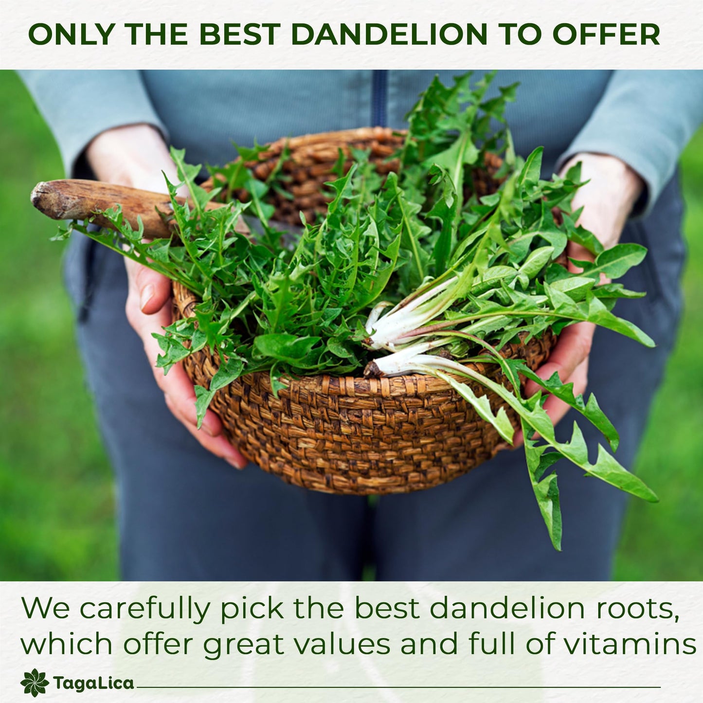 Tagalica Dandelion Root Powder, 100% Natural, Vegan, 2 oz, No Additives, Gluten-Free, Sugar-Free