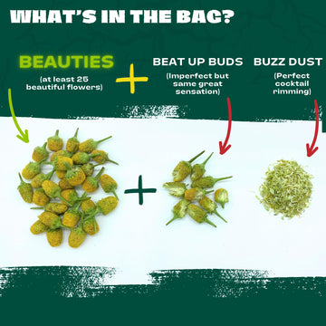 Buzz Buttons Edible Flowers For Cocktails | Grown In USA | Spilanthes | Freeze Dried Edible Flowers for Drinks | Szechuan Buttons | Edible Dried Flowers For Drink Garnish | .2oz Pouch