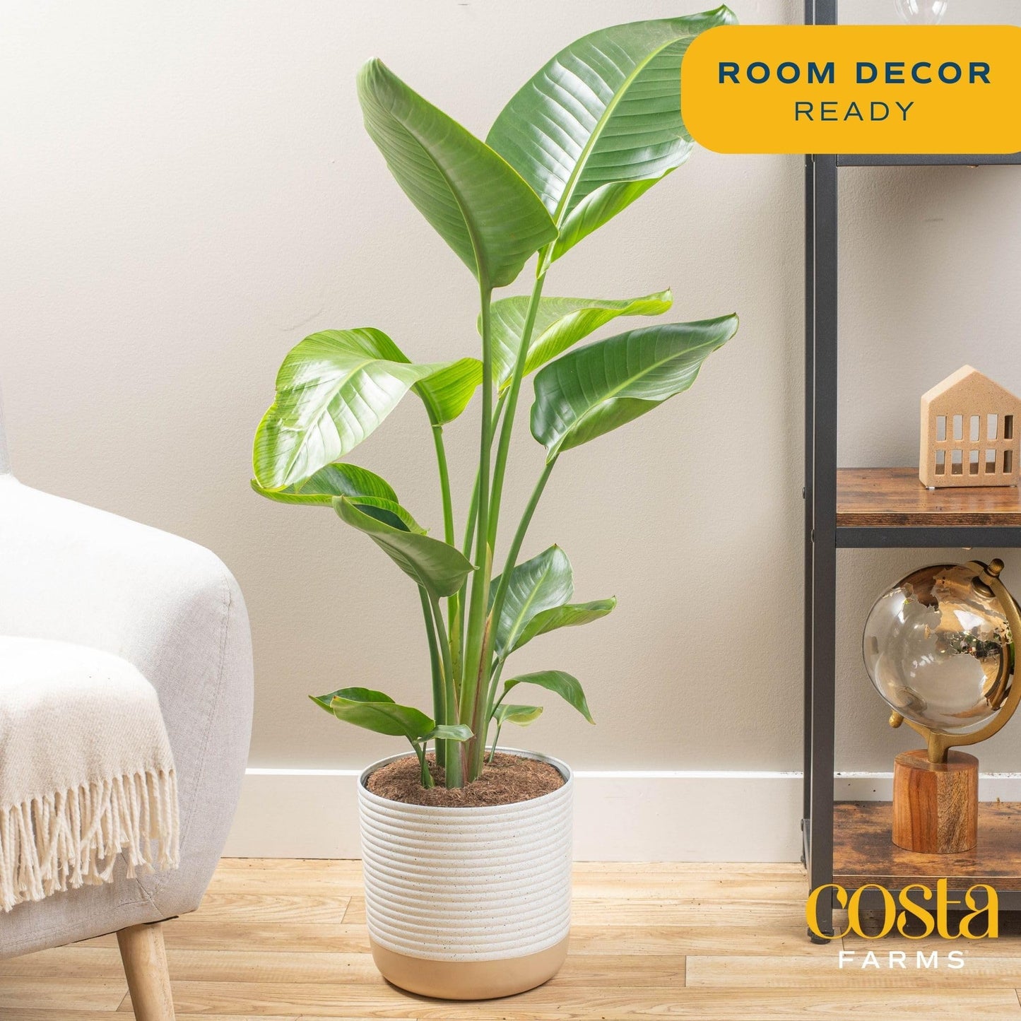 Costa Farms White Bird of Paradise, Strelitzia nicolai, Live Indoor Plant in D  cor Planter Pot, Air-Purifying Tropical Housepla