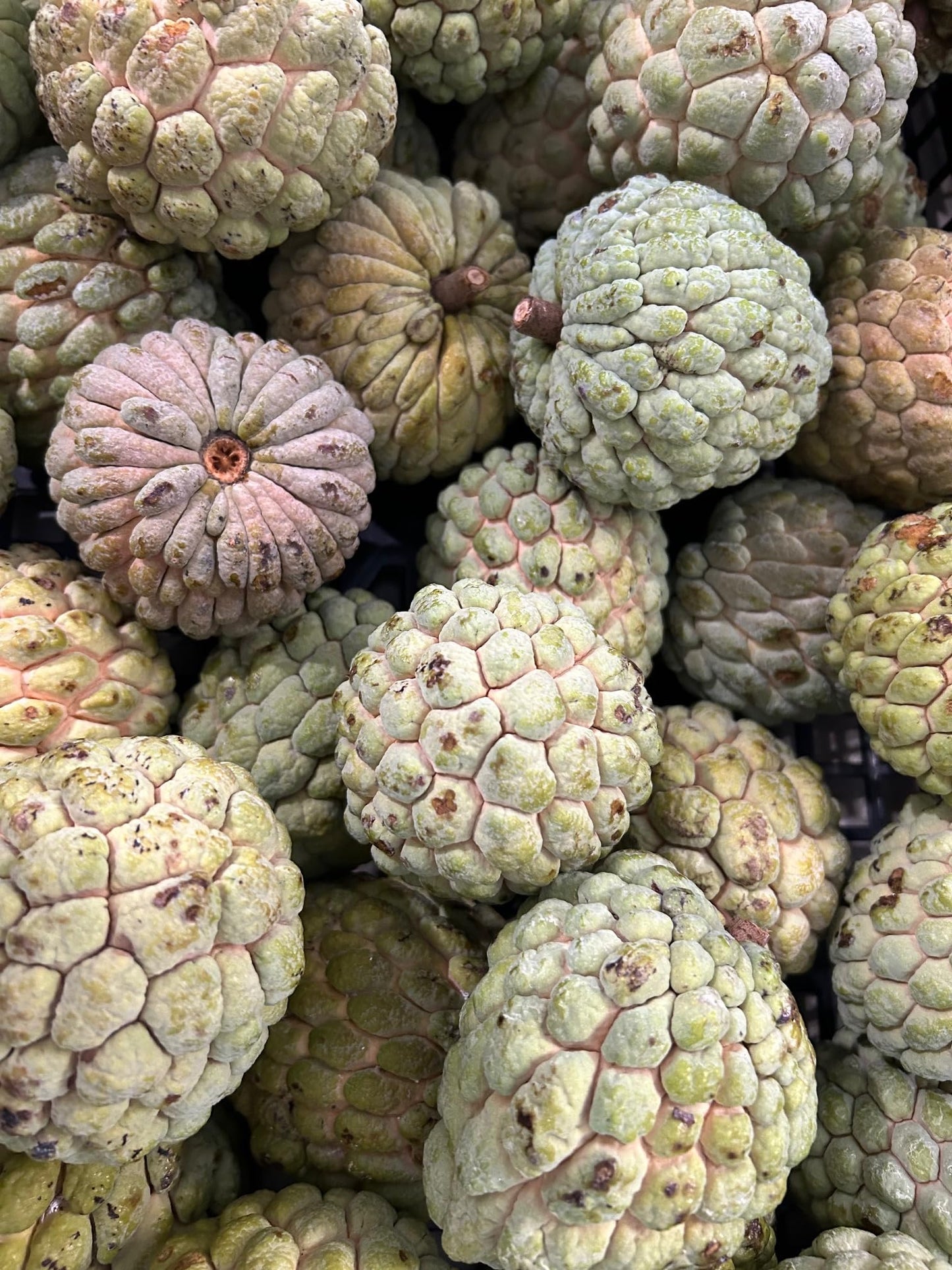 Sugar Apple Fruit 3 LBS