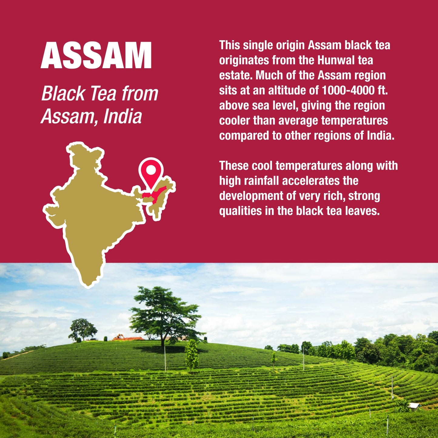 Tiesta Tea - Assam Black Tea | Single Origin Premium Black Loose Leaf Tea From India | 100% Pure Unblended High Caffeinated Tea | Make Hot Or Iced Tea & Up To 200 Cups - 16Oz Resealable Bulk Pouch